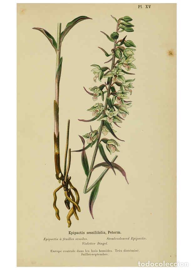 Coleccionismo de Revistas y Peri&oacute;dicos: Reproducci&oacute;n/Reproduction 6011900097: Album des orchid&eacute;es de l'Europe centrale et septentrionale Gen