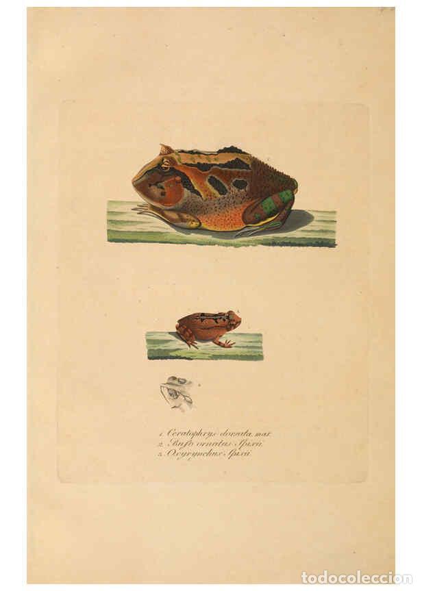 Coleccionismo de Revistas y Peri&oacute;dicos: Reproducci&oacute;n/Reproduction 6011880289: Abbildungen zur Naturgeschichte Brasiliens Weimar :im Verlage