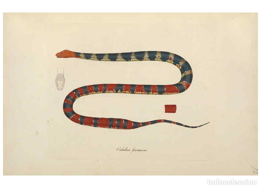 Coleccionismo de Revistas y Peri&oacute;dicos: Reproducci&oacute;n/Reproduction 6011875761: Abbildungen zur Naturgeschichte Brasiliens Weimar :im Verlage