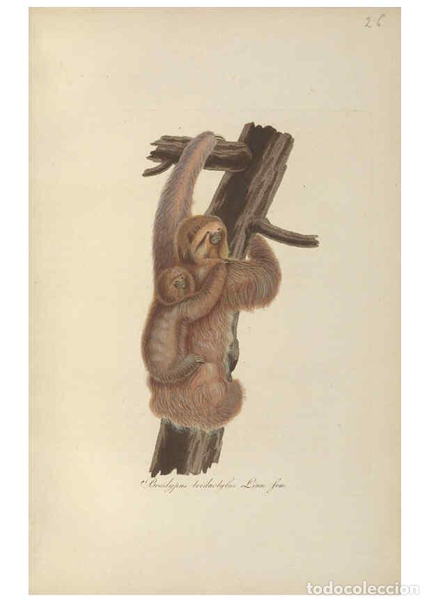 Coleccionismo de Revistas y Peri&oacute;dicos: Reproducci&oacute;n/Reproduction 6012408510: Abbildungen zur Naturgeschichte Brasiliens Weimar :im Verlage