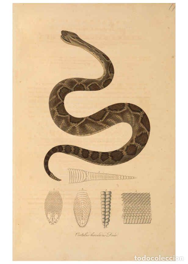 Coleccionismo de Revistas y Peri&oacute;dicos: Reproducci&oacute;n/Reproduction 6012424318: Abbildungen zur Naturgeschichte Brasiliens Weimar :im Verlage