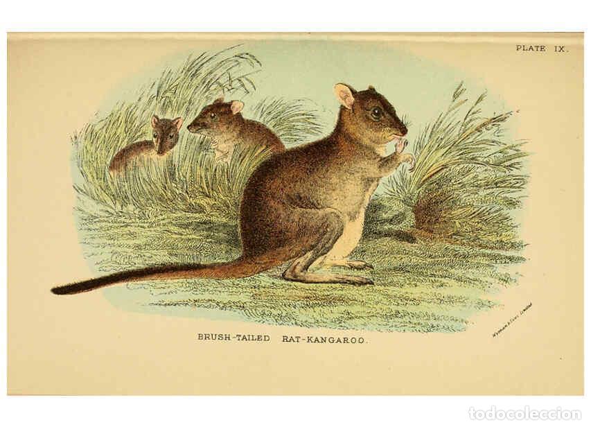 Collection Magazines and Newspapers: Reproducci&oacute;n/Reproduction 6008897824: A hand-book to the marsupialia and monotremata London :E. Lloy