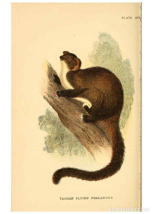 Collection Magazines and Newspapers: Reproducci&oacute;n/Reproduction 6008351609: A hand-book to the marsupialia and monotremata London :E. Lloy