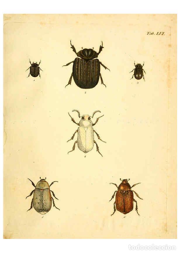 Collection Magazines and Newspapers: Reproducci&oacute;n/Reproduction 6008790496: Abbildungen zu Karl Illiger's Uebersetzung von Olivier's Entom