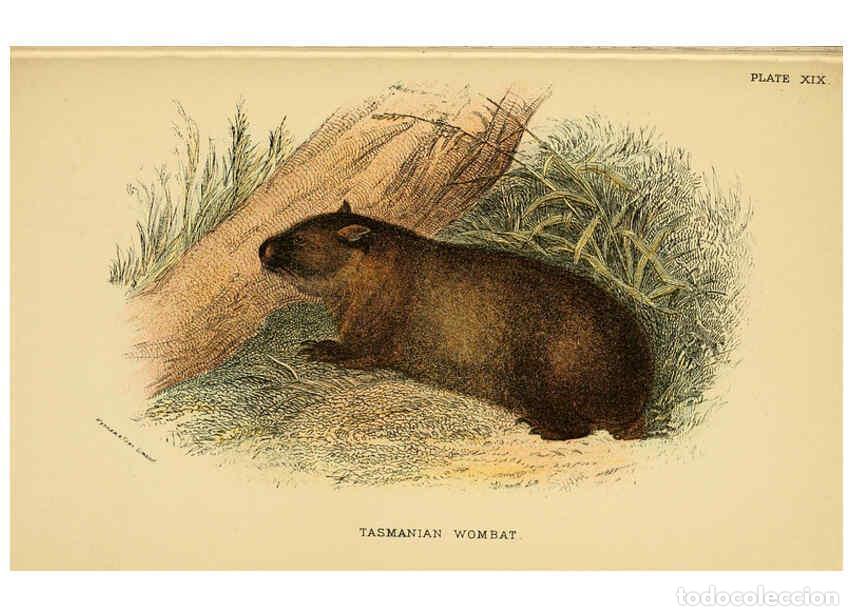 Collection Magazines and Newspapers: Reproducci&oacute;n/Reproduction 6008353495: A hand-book to the marsupialia and monotremata London :E. Lloy