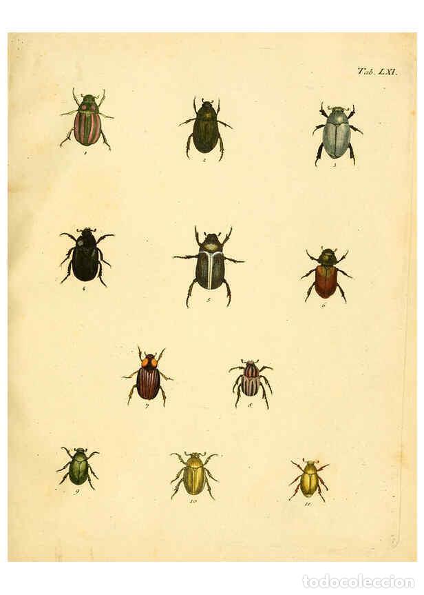Collection Magazines and Newspapers: Reproducci&oacute;n/Reproduction 6008791308: Abbildungen zu Karl Illiger's Uebersetzung von Olivier's Entom