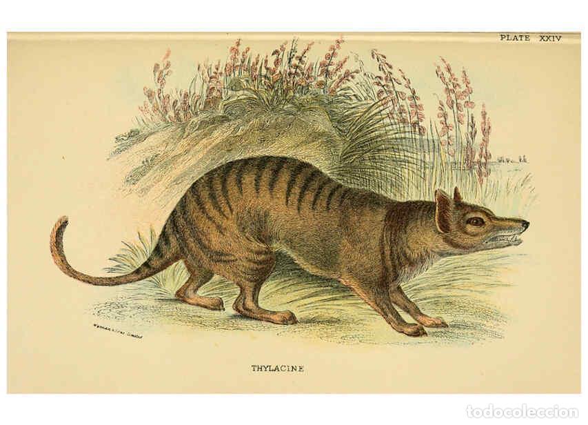 Collection Magazines and Newspapers: Reproducci&oacute;n/Reproduction 6008902662: A hand-book to the marsupialia and monotremata London :E. Lloy