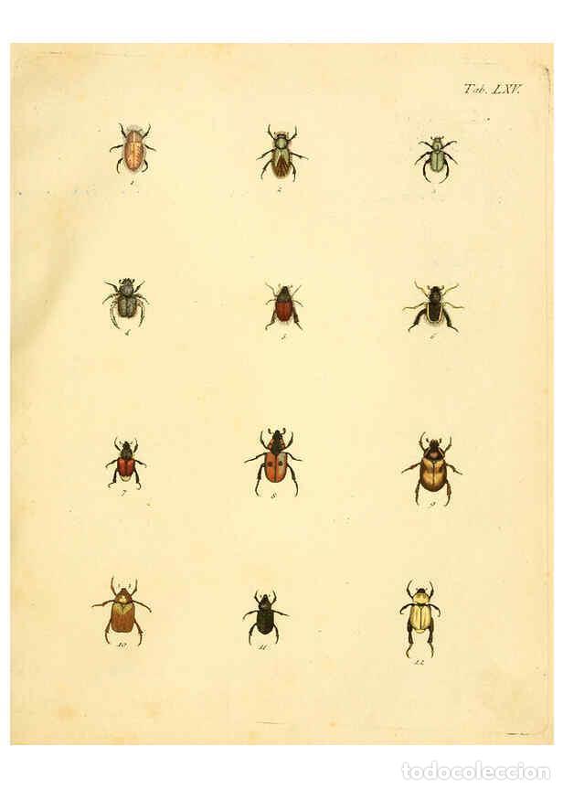 Collection Magazines and Newspapers: Reproducci&oacute;n/Reproduction 6008244293: Abbildungen zu Karl Illiger's Uebersetzung von Olivier's Entom