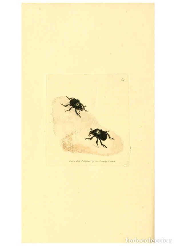 Collection Magazines and Newspapers: Reproducci&oacute;n/Reproduction 6008298977: The British miscellany London :Printed by R. Taylor & Co., and