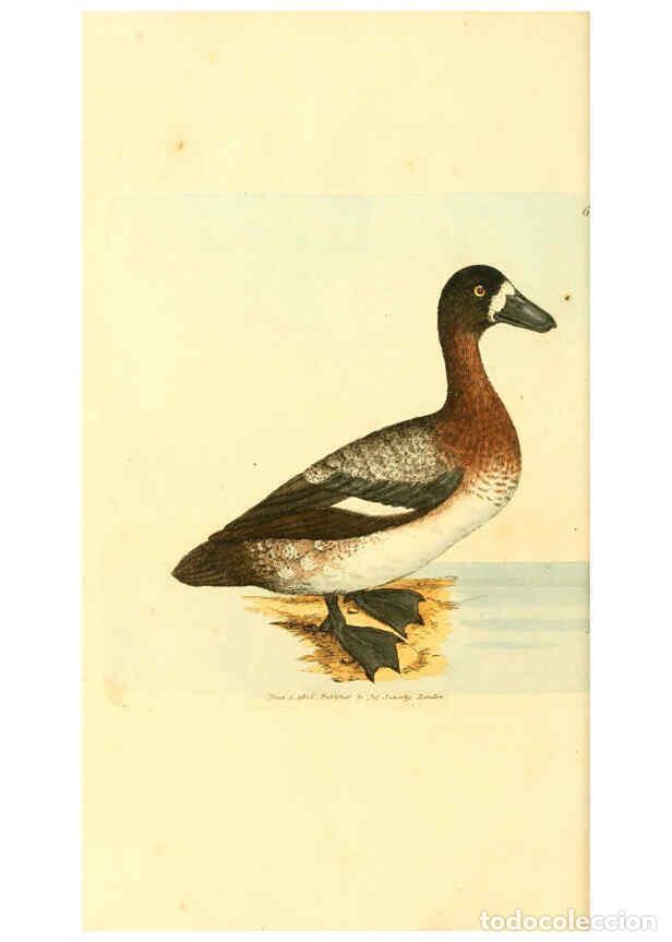 Collection Magazines and Newspapers: Reproducci&oacute;n/Reproduction 6008848456: The British miscellany London :Printed by R. Taylor & Co., and