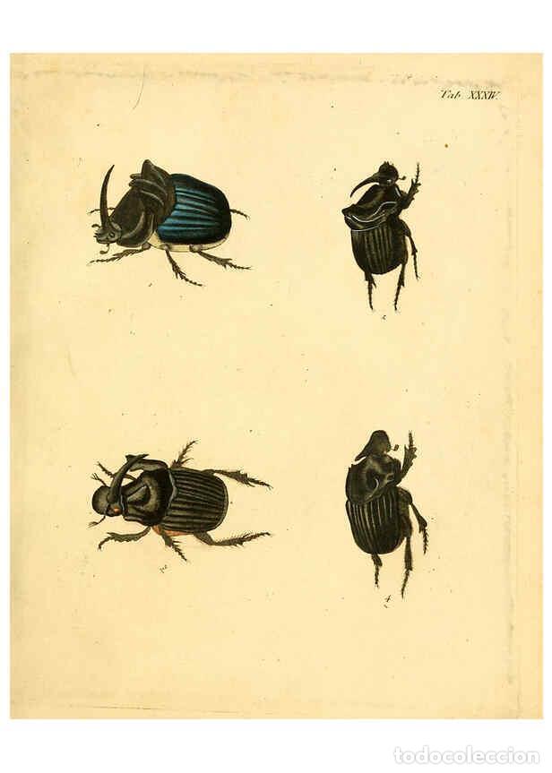 Collection Magazines and Newspapers: Reproducci&oacute;n/Reproduction 6008238511: Abbildungen zu Karl Illiger's Uebersetzung von Olivier's Entom