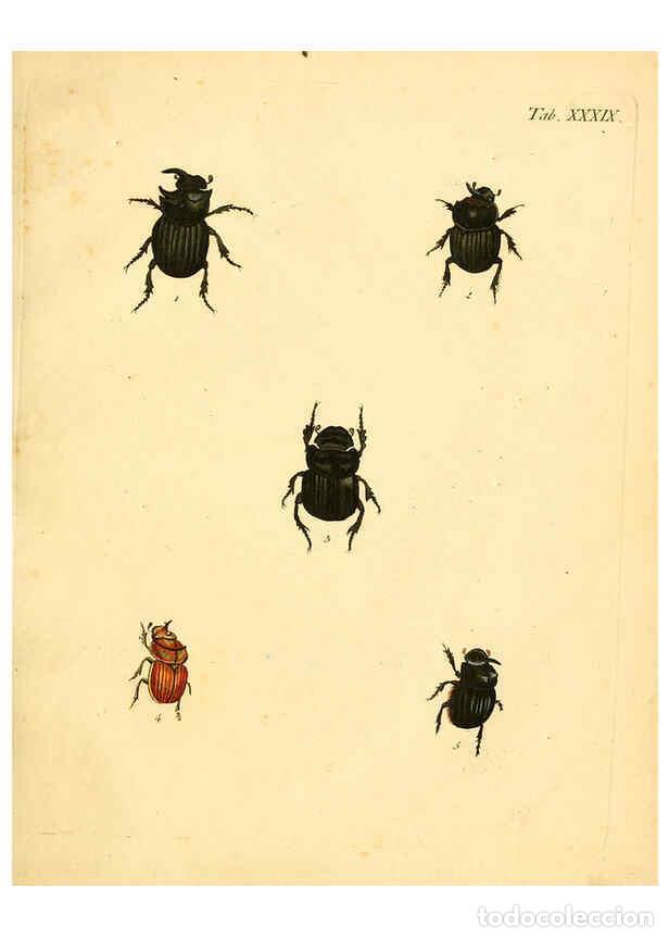 Collection Magazines and Newspapers: Reproducci&oacute;n/Reproduction 6008239513: Abbildungen zu Karl Illiger's Uebersetzung von Olivier's Entom