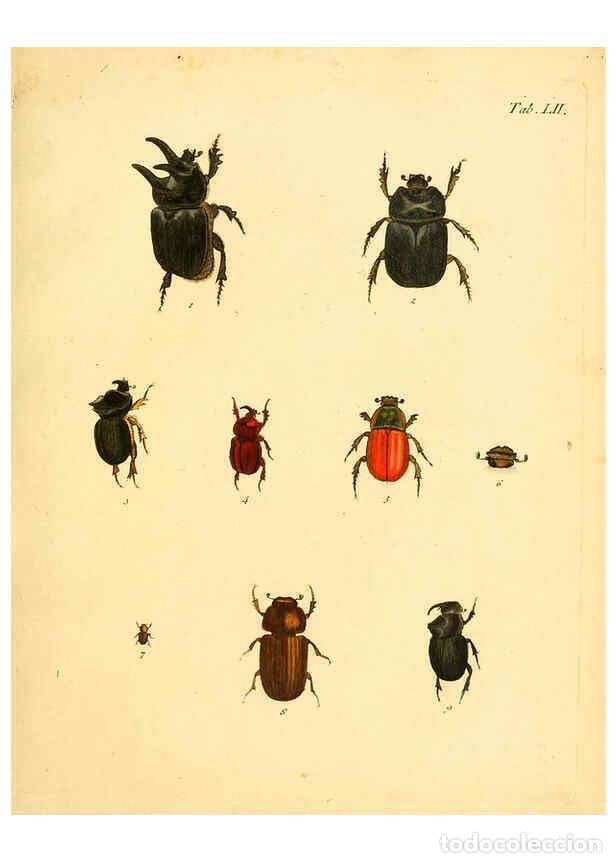 Collection Magazines and Newspapers: Reproducci&oacute;n/Reproduction 6008242003: Abbildungen zu Karl Illiger's Uebersetzung von Olivier's Entom