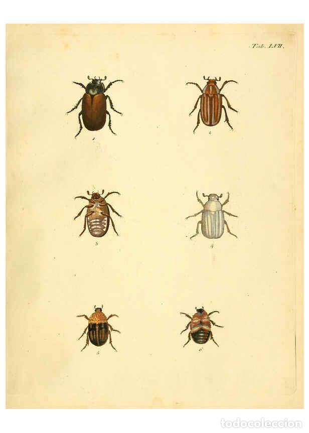 Collection Magazines and Newspapers: Reproducci&oacute;n/Reproduction 6008242901: Abbildungen zu Karl Illiger's Uebersetzung von Olivier's Entom