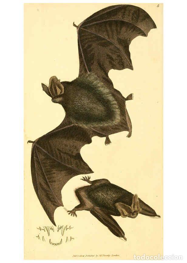 Collection Magazines and Newspapers: Reproducci&oacute;n/Reproduction 6008832692: The British miscellany London :Printed by R. Taylor & Co., and