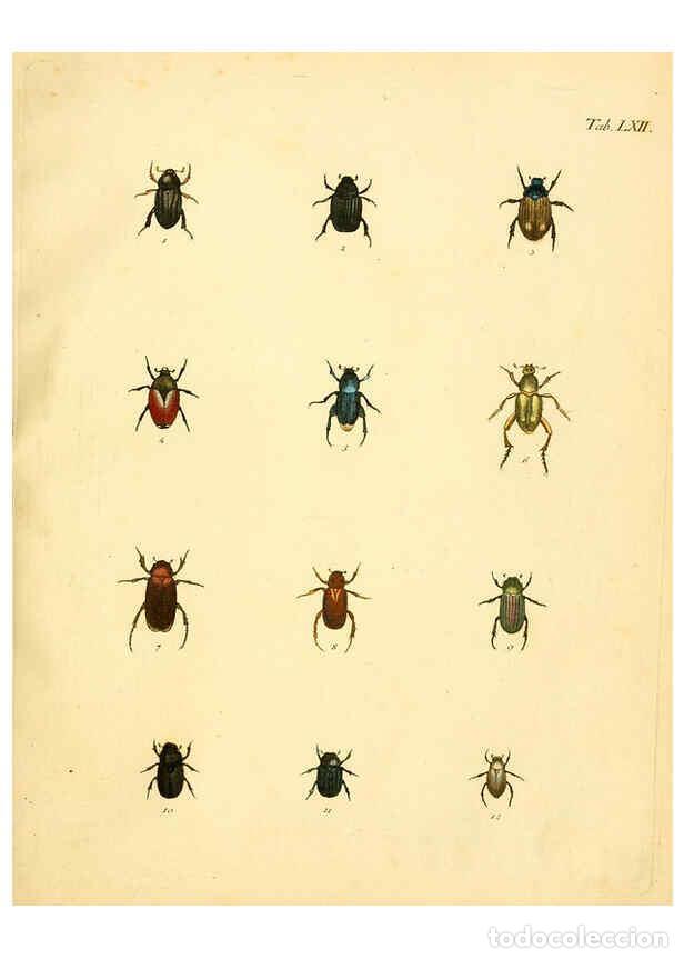 Collection Magazines and Newspapers: Reproducci&oacute;n/Reproduction 6008791460: Abbildungen zu Karl Illiger's Uebersetzung von Olivier's Entom