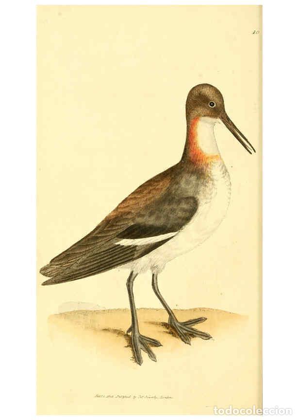 Collection Magazines and Newspapers: Reproducci&oacute;n/Reproduction 6008834088: The British miscellany London :Printed by R. Taylor & Co., and