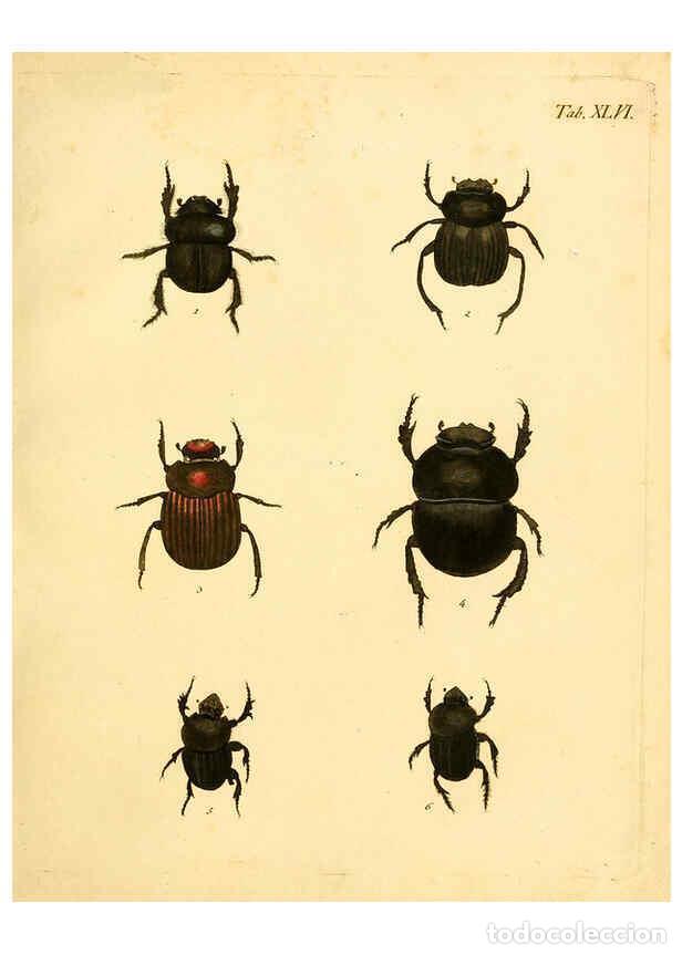 Collection Magazines and Newspapers: Reproducci&oacute;n/Reproduction 6008788528: Abbildungen zu Karl Illiger's Uebersetzung von Olivier's Entom