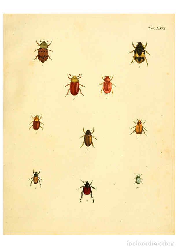 Collection Magazines and Newspapers: Reproducci&oacute;n/Reproduction 6008792878: Abbildungen zu Karl Illiger's Uebersetzung von Olivier's Entom