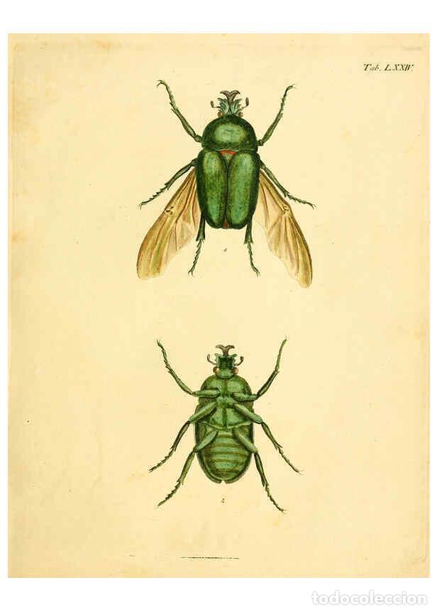 Collection Magazines and Newspapers: Reproducci&oacute;n/Reproduction 6008245959: Abbildungen zu Karl Illiger's Uebersetzung von Olivier's Entom