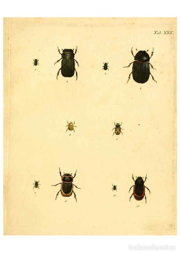 Collection Magazines and Newspapers: Reproducci&oacute;n/Reproduction 6008237769: Abbildungen zu Karl Illiger's Uebersetzung von Olivier's Entom