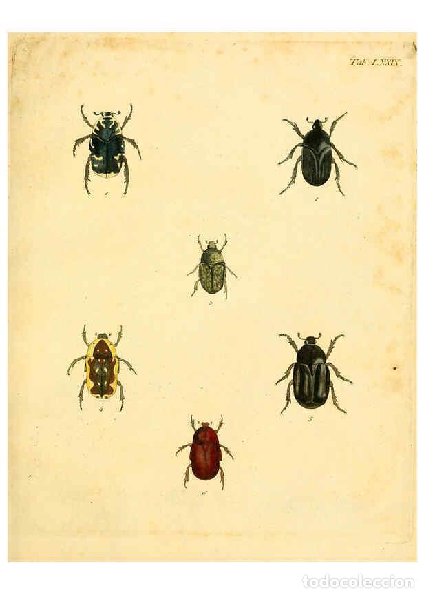 Collection Magazines and Newspapers: Reproducci&oacute;n/Reproduction 6008794620: Abbildungen zu Karl Illiger's Uebersetzung von Olivier's Entom