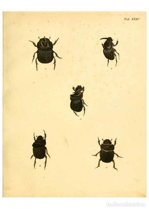 Collection Magazines and Newspapers: Reproducci&oacute;n/Reproduction 6008786356: Abbildungen zu Karl Illiger's Uebersetzung von Olivier's Entom