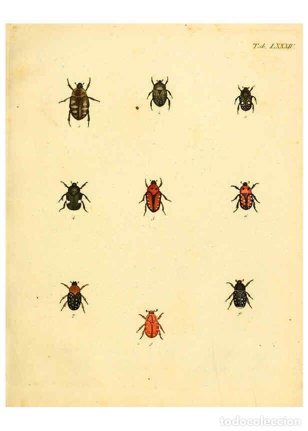 Collection Magazines and Newspapers: Reproducci&oacute;n/Reproduction 6008247855: Abbildungen zu Karl Illiger's Uebersetzung von Olivier's Entom