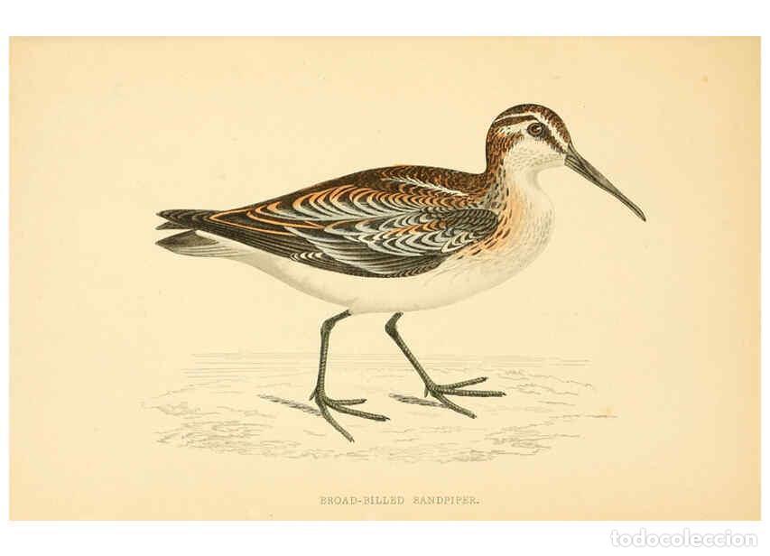 Collectionnisme de Revues et Journaux: Reproducci&oacute;n/Reproduction 6009021486: A history of British birds. v.6 London,Groombridge and Sons,[1