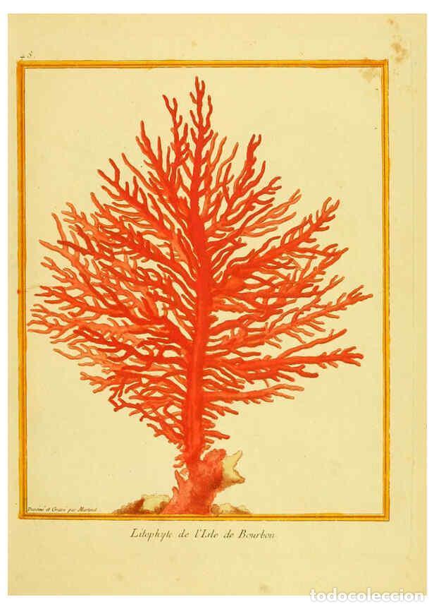 Collectionnisme de Revues et Journaux: Reproducci&oacute;n/Reproduction 6008646701: Planches enlumin&eacute;es d'histoire naturelle t.1 Paris? :s.n.,1765