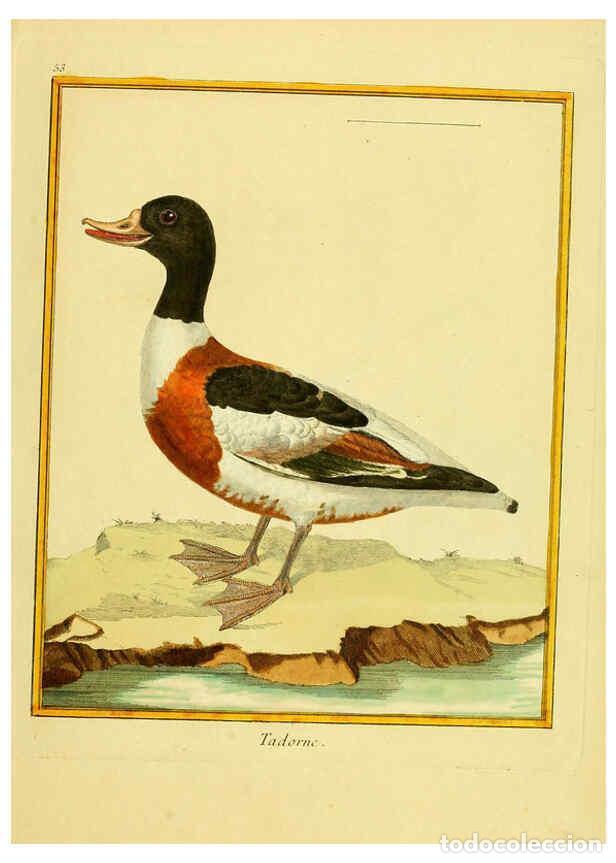 Collectionnisme de Revues et Journaux: Reproducci&oacute;n/Reproduction 6008647967: Planches enlumin&eacute;es d'histoire naturelle t.1 Paris? :s.n.,1765