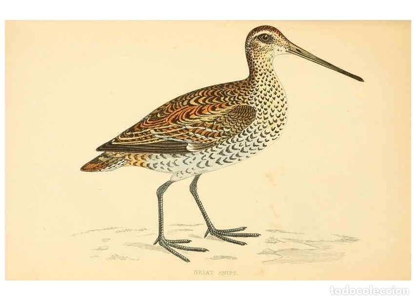 Collectionnisme de Revues et Journaux: Reproducci&oacute;n/Reproduction 6008471271: A history of British birds. v.6 London,Groombridge and Sons,[1