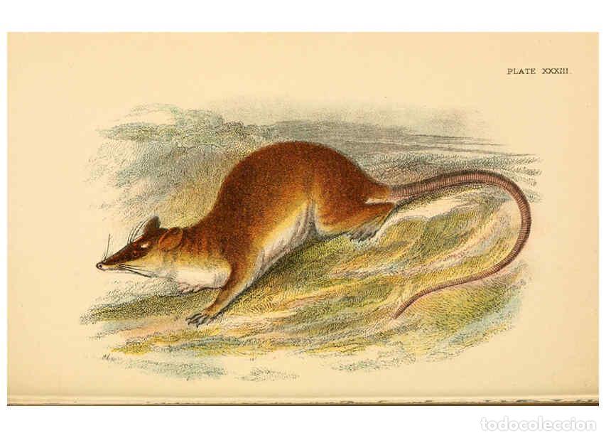 Collectionnisme de Revues et Journaux: Reproducci&oacute;n/Reproduction 6008357667: A hand-book to the marsupialia and monotremata London :E. Lloy