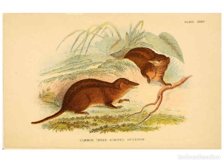 Collectionnisme de Revues et Journaux: Reproducci&oacute;n/Reproduction 6008371643: A hand-book to the marsupialia and monotremata London :E. Lloy