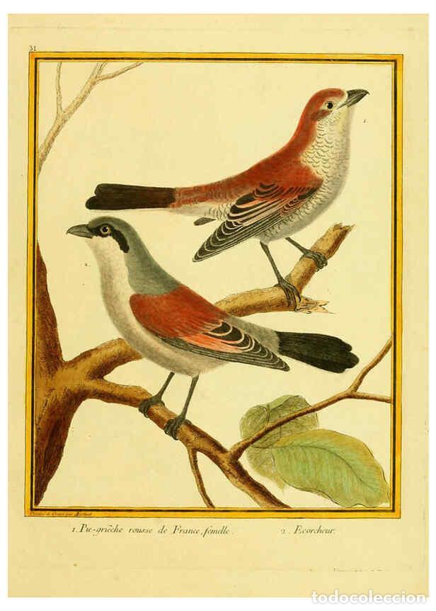 Colecionismo de Revistas e Jornais: Reproducci&oacute;n/Reproduction 6008642331: Planches enlumin&eacute;es d'histoire naturelle t.1 Paris? :s.n.,1765
