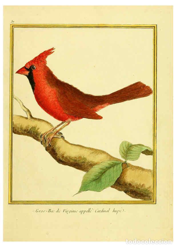 Colecionismo de Revistas e Jornais: Reproducci&oacute;n/Reproduction 6009193050: Planches enlumin&eacute;es d'histoire naturelle t.1 Paris? :s.n.,1765