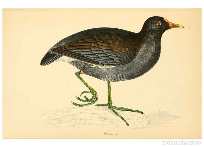 Colecionismo de Revistas e Jornais: Reproducci&oacute;n/Reproduction 6009025666: A history of British birds. v.6 London,Groombridge and Sons,[1