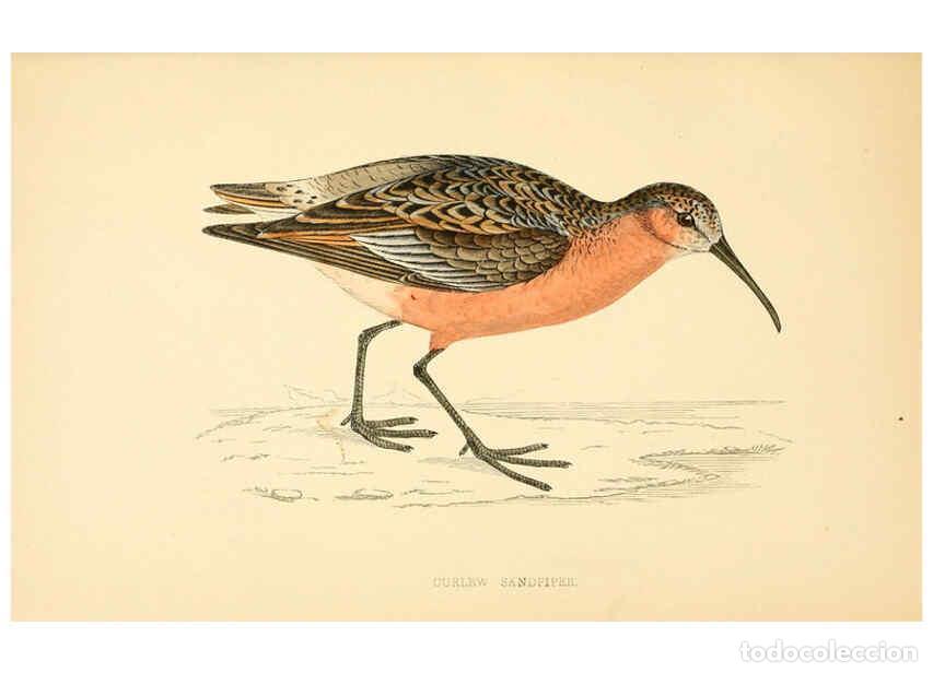 Colecionismo de Revistas e Jornais: Reproducci&oacute;n/Reproduction 6008472735: A history of British birds. v.6 London,Groombridge and Sons,[1