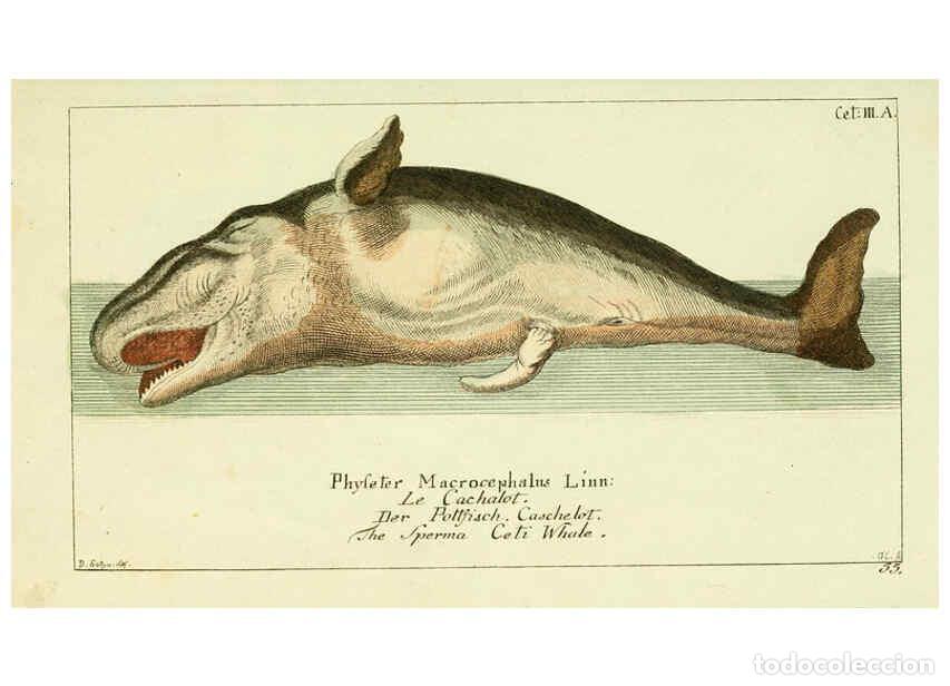 Colecionismo de Revistas e Jornais: Reproducci&oacute;n/Reproduction 6009077612: Gemeinn&uuml;zzige Naturgeschichte des Thierreichs bd 2 plates Berl