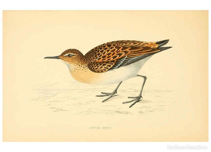 Colecionismo de Revistas e Jornais: Reproducci&oacute;n/Reproduction 6009021912: A history of British birds. v.6 London,Groombridge and Sons,[1