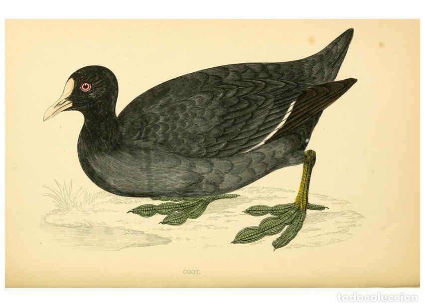 Colecionismo de Revistas e Jornais: Reproducci&oacute;n/Reproduction 6009026002: A history of British birds. v.6 London,Groombridge and Sons,[1