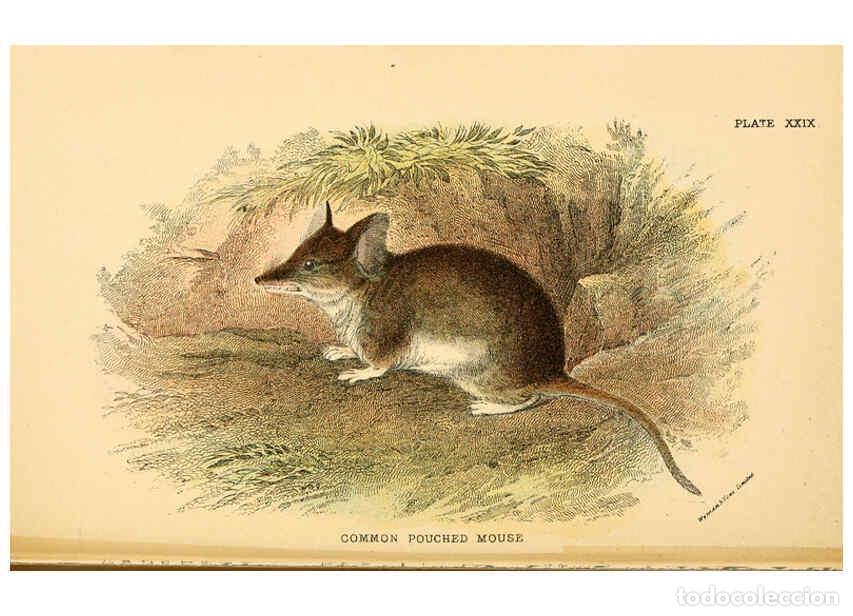 Colecionismo de Revistas e Jornais: Reproducci&oacute;n/Reproduction 6008356483: A hand-book to the marsupialia and monotremata London :E. Lloy