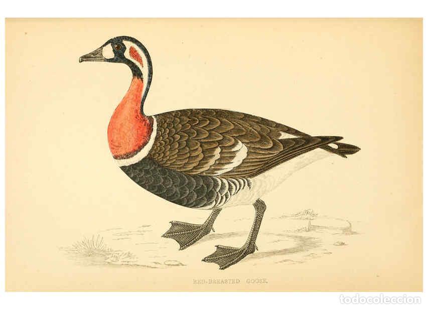 Colecionismo de Revistas e Jornais: Reproducci&oacute;n/Reproduction 6009028852: A history of British birds. v.6 London,Groombridge and Sons,[1