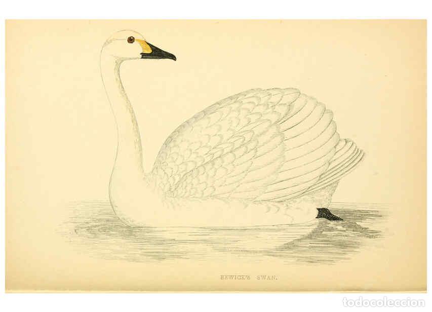 Colecionismo de Revistas e Jornais: Reproducci&oacute;n/Reproduction 6009030306: A history of British birds. v.6 London,Groombridge and Sons,[1