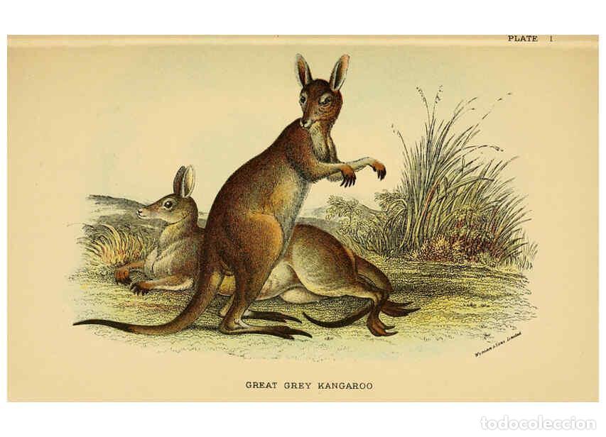 Colecionismo de Revistas e Jornais: Reproducci&oacute;n/Reproduction 6008371869: A hand-book to the marsupialia and monotremata London :E. Lloy