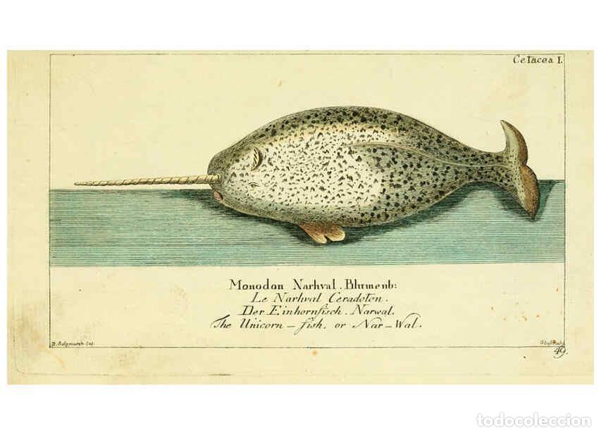 Colecionismo de Revistas e Jornais: Reproducci&oacute;n/Reproduction 6009075986: Gemeinn&uuml;zzige Naturgeschichte des Thierreichs bd 2 plates Berl