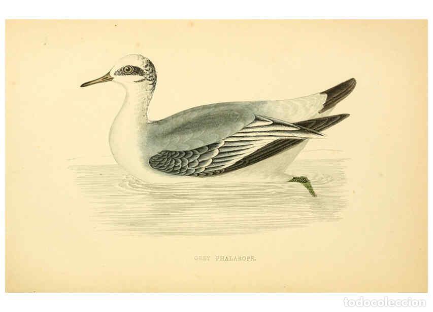 Colecionismo de Revistas e Jornais: Reproducci&oacute;n/Reproduction 6009026350: A history of British birds. v.6 London,Groombridge and Sons,[1