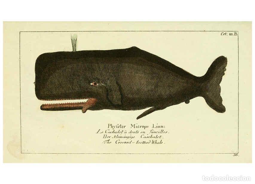Colecionismo de Revistas e Jornais: Reproducci&oacute;n/Reproduction 6008530147: Gemeinn&uuml;zzige Naturgeschichte des Thierreichs bd 2 plates Berl