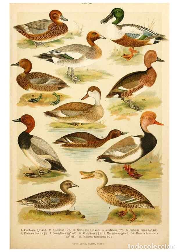 Colecionismo de Revistas e Jornais: Reproducci&oacute;n/Reproduction 7413939278: Atlante ornitologico :. Milano :U. Hoepli,1902. - Arrigoni Deg