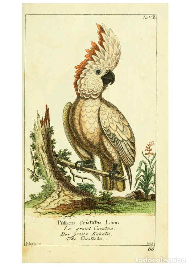 Colecionismo de Revistas e Jornais: Reproducci&oacute;n/Reproduction 6009080586: Gemeinn&uuml;zzige Naturgeschichte des Thierreichs bd 2 plates Berl